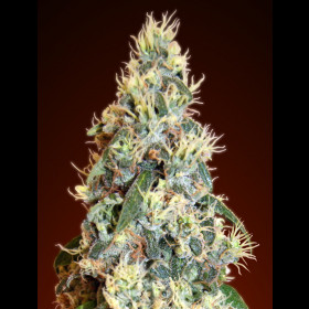 Jack Herer Auto