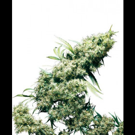 Jamaican Pearl Regular