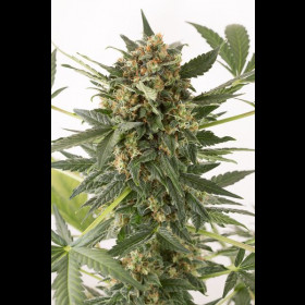 Kush-N-Cheese Autoflowering