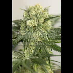Lemon Critical LaMota