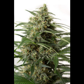 Moby Dick XXL Autoflowering