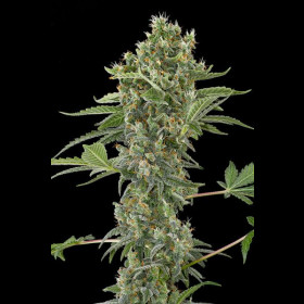 Moby Dick Auto