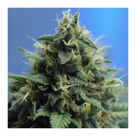 New York Power Diesel