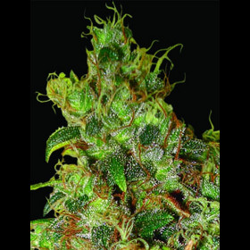 Northern Light X Skunk