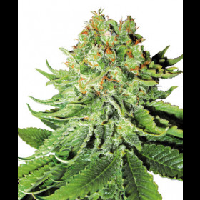 Northern Lights Automatic