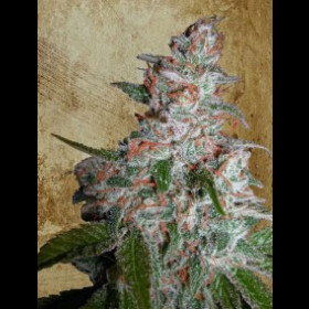 Northern Lights