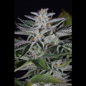 Ocean Grown Cookies