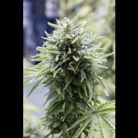Og Kush Auto