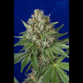 OG Kush feminized