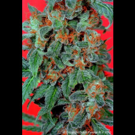 Orange Bud