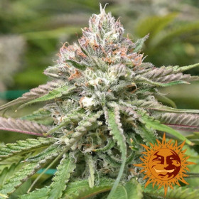 Peyote Critical 5 Zaden
