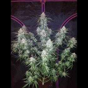 Pineapple Express