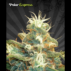 Polar Express