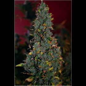 Power Plant Regular