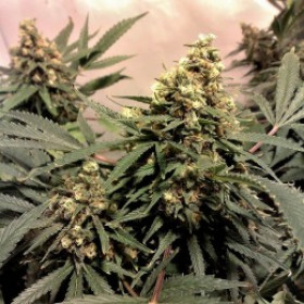 Pure Power Plant