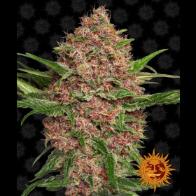 Purple Punch Auto