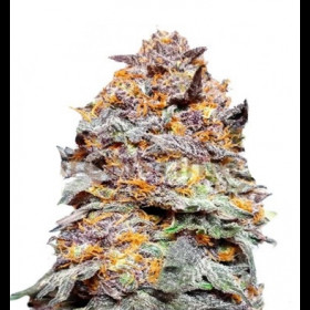 Purple Punch Auto Bulkzaden
