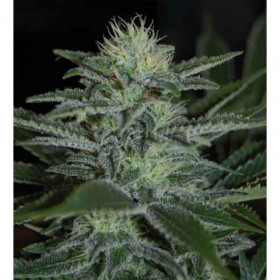 White Widow