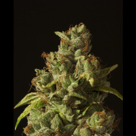 Rollex OG Kush