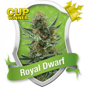 Royal Dwarf