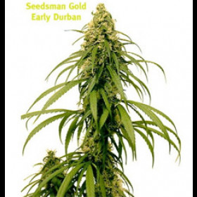 Seedsman Early Durban Regular 
