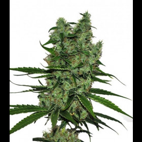 Somango Bulkzaden