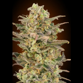 Somango Glue