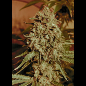 Somango Widow