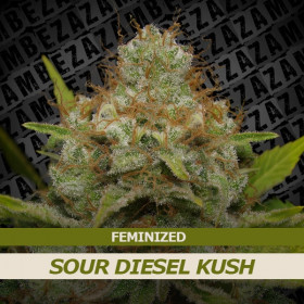 Sour Diesel Kush