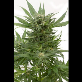 Sour Diesel Autoflowering