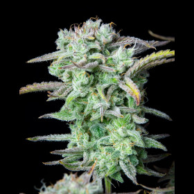 Strawberry Banana Auto Fastbuds