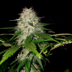 Sumo OG Kush