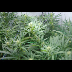 Super Silver Haze