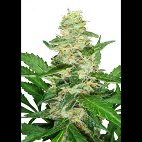 Super Skunk Auto
