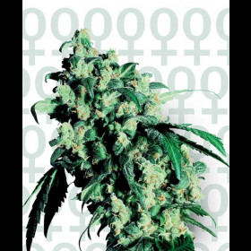 Super Skunk Regular
