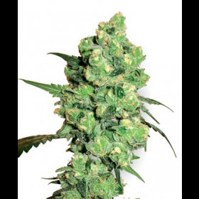 Super Skunk
