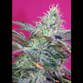 Sweet Cheese Auto