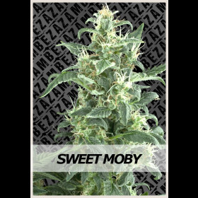 Sweet Moby