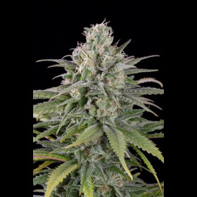 Uk Cheese Auto