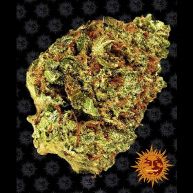 Watermelon Zkittlez Auto