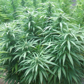 White Rhino feminized