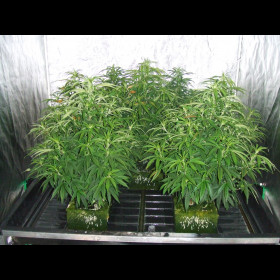 White Rhino BulkZaden