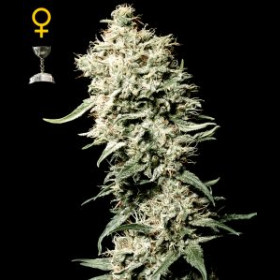 White Rhino
