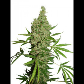 White Widow X The Ultimate