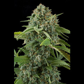 White Widow Auto BulkZaden