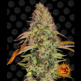 Zkittlez OG Auto