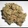 Afghan kush bud