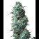 Afghan kush Regular buds cannabis