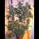 Afghan kush Regular plant canmnabis