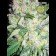 AK-49 Feminized